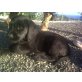 Frodo, Labrador-Mix Welpen - Rüde