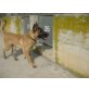 Frodo, Malinois - Rüde