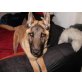 Frodo, Malinois - Rüde