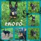 Frodo, Pinscher - Rüde