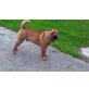 Frodo, Shar Pei - Rüde