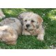 Frodo und Felix, Dandie-Dinmont Terrier Welpen - Rüde