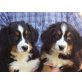 Fröhliche  Berner Welpen, Berner Sennenhund Welpen - Hündin