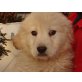 Fröhliche Golden Retriever Welpen, Golden Retriever Welpen - Rüde