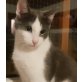 Froggy, Pflegestelle in Plankstadt - Kater