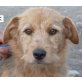 Frolo, Terrier - Rüde