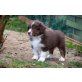 From Red Sky, Australian Shepherd Dog Welpen - Hündin