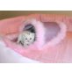 Frostteddy vom Schnurrenberg, Britisch Kurzhaarkatze - Kater