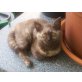 Frou Frou vom Laaer Wald, Britisch Kurzhaarkatze - Katze
