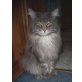 Frühlingsanfang, Maine Coon - Kater