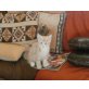 Fuchur of Maine Fire, Maine Coon - Kater
