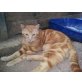 Fudge, EKH Mischling - Kater
