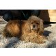 FÜNF COCKER SPANIEL **NOTFALL**, Cocker Spaniel - Hündin