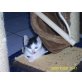 Fünf unternehmungslustigen Katzenbabys, EKH - Kater