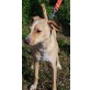 Für POMIK (bea-fil) suchenn wir BASENJI erfa - Rüde