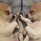 Fugo & Spotsy, Chihuahua Mix Welpen - Rüde