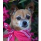 Fuji, Chihuahua kurzhaariger Schlag - Hündin