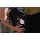 Fujur, lieber Familienhund - Rüde