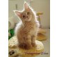 Fulongcoons Dion, Maine Coon - Kater