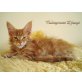 Fulongcoons Django, Maine Coon - Kater