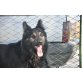 Fulvio, Schäferhund sucht sportliche Familie - Rüde