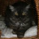 Fum, Langhaar-Mix - Kater