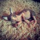 Funky, Sphynx - Kater