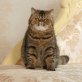 Funny Bee, Exotisch Kurzhaar - Katze
