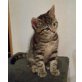 Funny, British Kurzhaar- Maine Coon - Katze