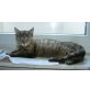 Funny, EKH - Katze