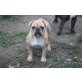 Funny, Französische Bulldogge - Hündin