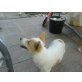 Funny, Jack Russel - Spitz Welpen - Hündin