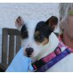 Funny, Jack Russell Mix - Hündin