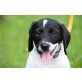 Fura, Golden-Retriever-Mischling Welpen - Hündin
