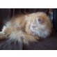Furby, Perser Rot - Kater