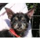 Furby, Yorkie - Dackel Mischling - Rüde