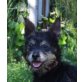 Furby, Yorkie - Dackel Mischling - Rüde