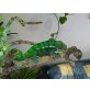 Furcifer pardalis-männchen - männlich