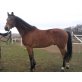 Furioso Northstar - Wallach