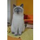 Future, blue point, Britisch Kurzhaarkatze - Katze
