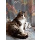 Fuxi, Norwegische Waldkatze - Kater