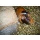 Fuzi, Meerschweinchen - männlich