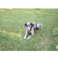 Fynn, Austr.Shepherd/Münsterländer - Rüde