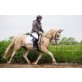 Fynn, Bonsai Lipizzaner in Elfenbein - Wallach
