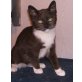Fynn, Europäische Kurzhaarkatze - Kater