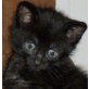 Fynn, Schwarzer - Kater