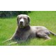 G A B R I E L, silberfarbener Labrador-Mix - Rüde