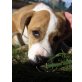 G E R I , verspieltes Boxermixmädchen Welpen - Hündin