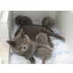 G-Wurf, Britisch Kurzhaarkatze - Kater