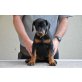 G-Wurf, Dobermann Welpen - Hündin